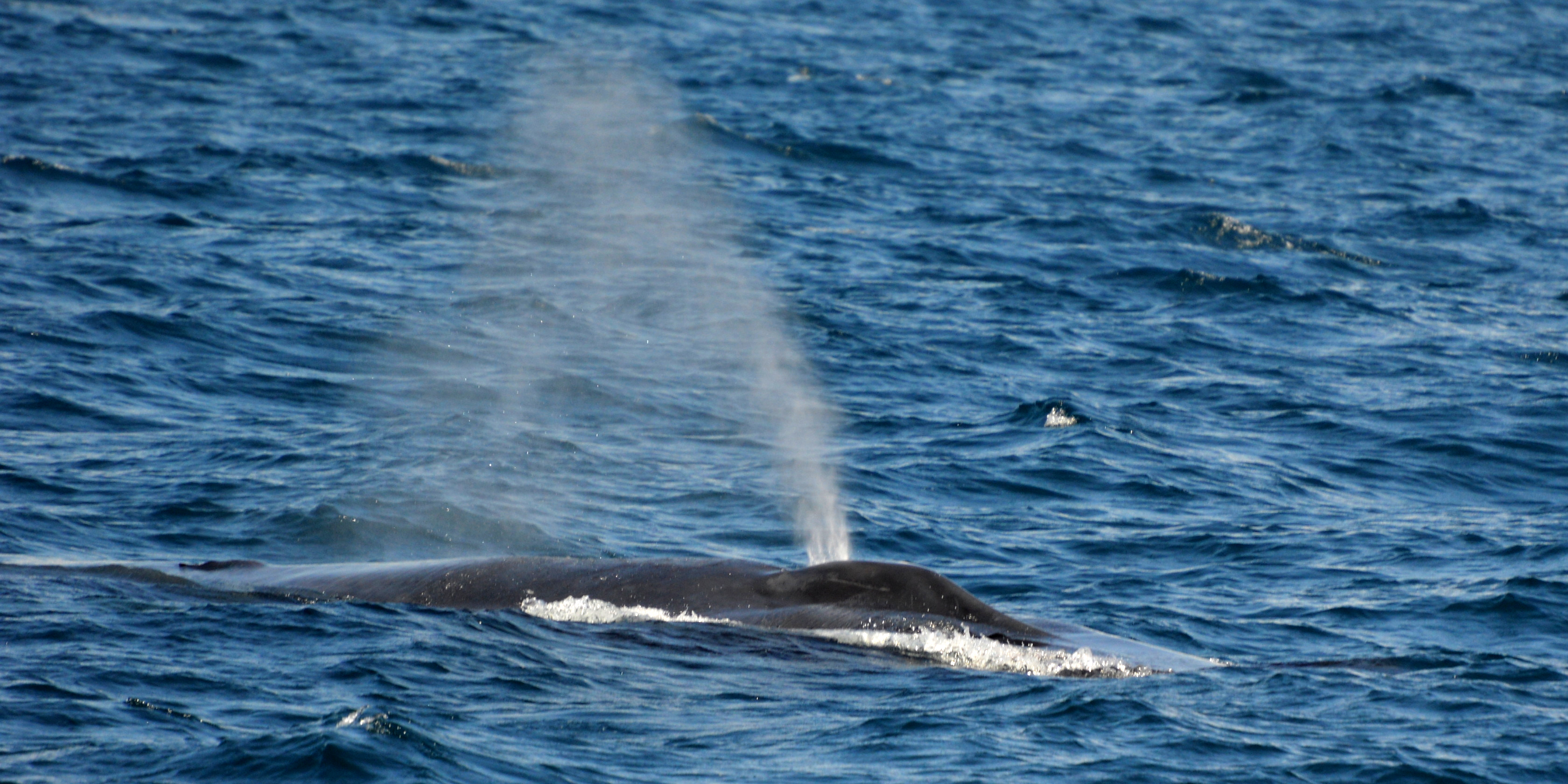 Identifying Pygmy Blue Whale (Balaenoptera musculus indica) Pathways in the Southeastern Arabian Sea: Using Research to Drive Conservation and Education